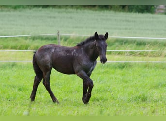 Noriker, Mare, Foal (03/2024), Brown Falb mold