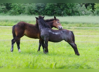 Noriker, Mare, Foal (03/2024), Brown Falb mold