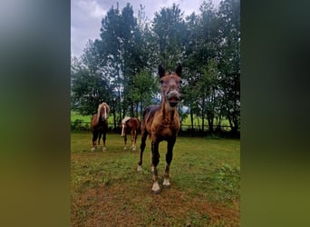 Noriker, Mare, Foal (03/2024), Chestnut