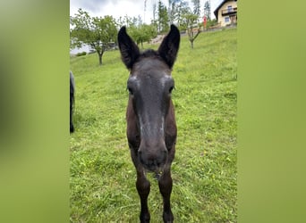 Noriker Gray-blue-tan for sale | ehorses.com