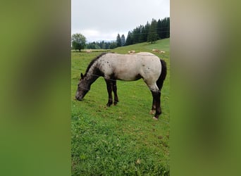 Noriker, Mare, Foal (03/2025), Leopard-Piebald
