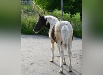 Noriker, Mare, Foal (01/2025), Tobiano-all-colors