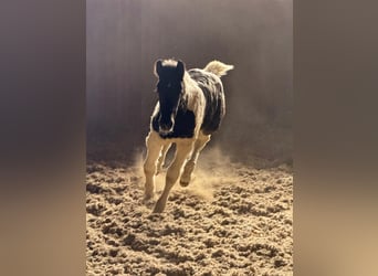 Noriker, Mare, , Tobiano-all-colors