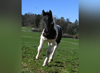 Noriker, Mare, , Tobiano-all-colors