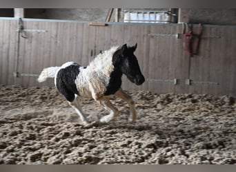 Noriker, Mare, , Tobiano-all-colors