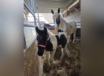 Noriker, Mare, , Tobiano-all-colors