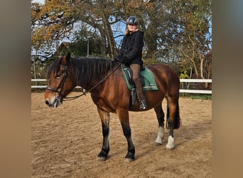 Noriker, Merrie, 10 Jaar, 161 cm, Bruin