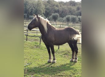 Noriker, Merrie, 10 Jaar, Lichtbruin