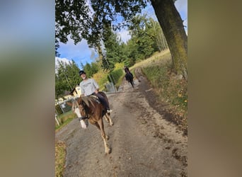 Noriker, Merrie, 11 Jaar, 155 cm, Vos