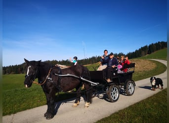 Noriker, Merrie, 12 Jaar, 159 cm, Zwart