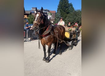 Noriker, Merrie, 12 Jaar, Bruin