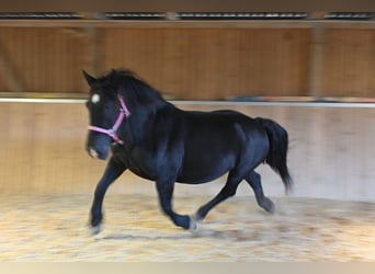 Noriker, Merrie, 13 Jaar, 156 cm