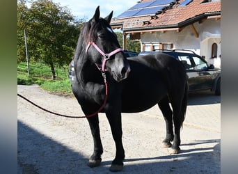Noriker, Merrie, 13 Jaar, 156 cm