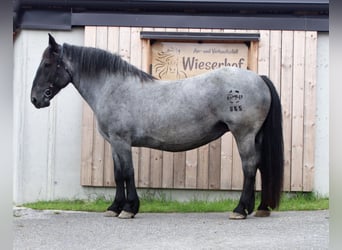 Noriker, Merrie, 13 Jaar, 160 cm, Blauwschimmel