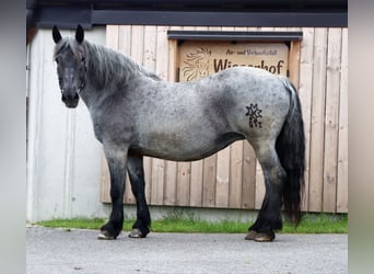 Noriker, Merrie, 13 Jaar, 160 cm, Blauwschimmel