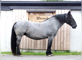 Noriker, Merrie, 13 Jaar, 160 cm, Blauwschimmel