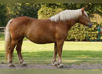 Noriker, Merrie, 13 Jaar, 165 cm, Donkere-vos