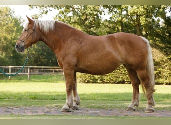 Noriker, Merrie, 13 Jaar, 165 cm, Donkere-vos