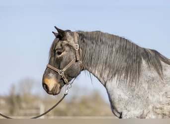 Noriker, Merrie, 13 Jaar, 167 cm, Blauwschimmel