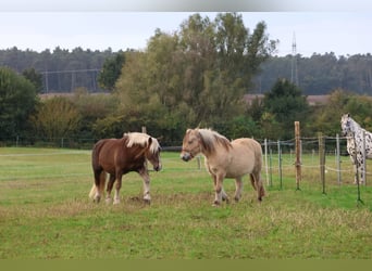 Noriker, Merrie, 14 Jaar, 160 cm, Donkere-vos