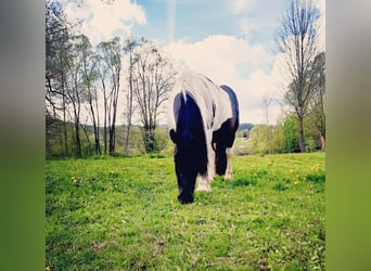 Noriker, Merrie, 15 Jaar, 150 cm, Gevlekt-paard
