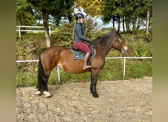 Noriker, Merrie, 15 Jaar, 155 cm, Bruin