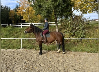 Noriker, Merrie, 15 Jaar, 155 cm, Bruin