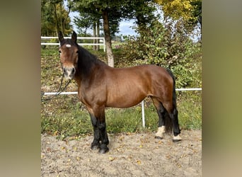 Noriker, Merrie, 15 Jaar, 155 cm, Bruin