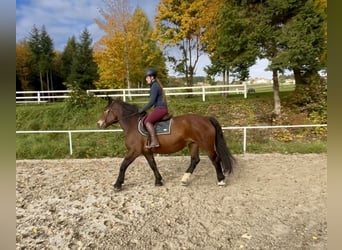 Noriker, Merrie, 15 Jaar, 155 cm, Bruin