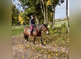 Noriker, Merrie, 15 Jaar, 155 cm, Bruin