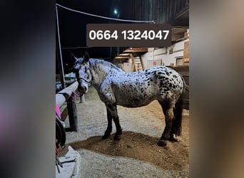 Noriker, Merrie, 15 Jaar, Appaloosa