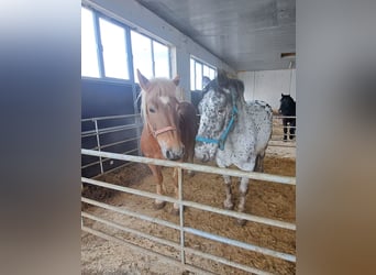 Noriker, Merrie, 15 Jaar, Appaloosa