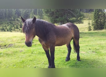 Noriker, Merrie, 16 Jaar, 160 cm, Bruin