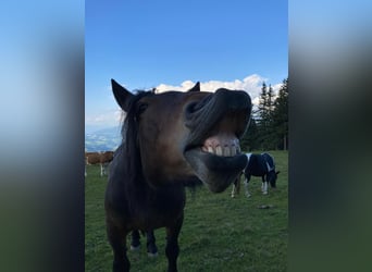 Noriker, Merrie, 16 Jaar, 160 cm, Bruin