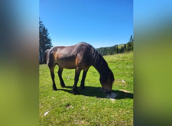 Noriker, Merrie, 16 Jaar, 160 cm, Bruin