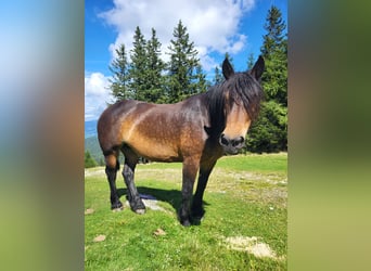 Noriker, Merrie, 16 Jaar, 160 cm, Bruin
