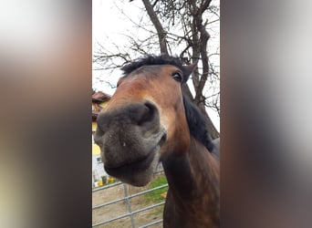 Noriker, Merrie, 16 Jaar, 160 cm, Bruin