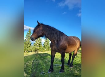 Noriker, Merrie, 16 Jaar, 160 cm, Bruin