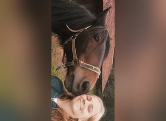 Noriker, Merrie, 16 Jaar, 160 cm, Bruin