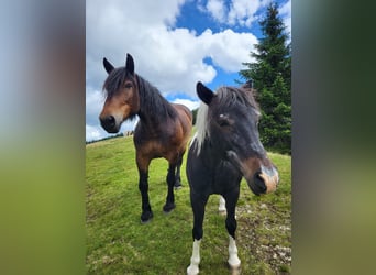 Noriker, Merrie, 16 Jaar, 160 cm, Bruin