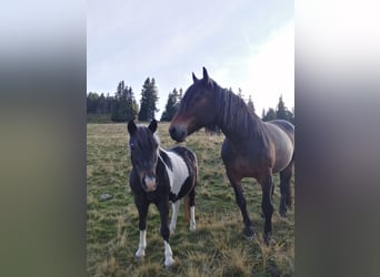 Noriker, Merrie, 16 Jaar, 160 cm, Bruin