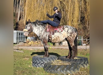 Noriker, Merrie, 16 Jaar, 162 cm, Appaloosa