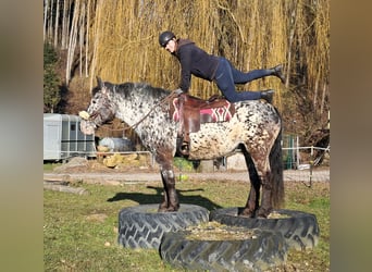 Noriker, Merrie, 16 Jaar, 162 cm, Appaloosa