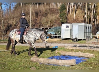 Noriker, Merrie, 16 Jaar, 162 cm, Appaloosa