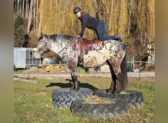 Noriker, Merrie, 16 Jaar, 162 cm, Appaloosa