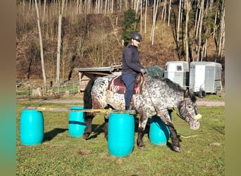 Noriker, Merrie, 16 Jaar, 162 cm, Appaloosa