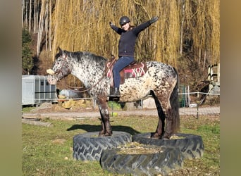 Noriker, Merrie, 16 Jaar, 162 cm, Appaloosa