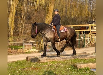Noriker, Merrie, 17 Jaar, 157 cm, Roan-Blue