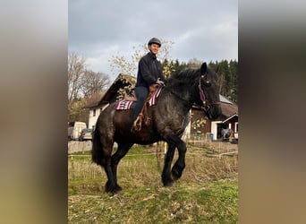 Noriker, Merrie, 17 Jaar, 157 cm, Roan-Blue