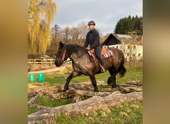 Noriker, Merrie, 17 Jaar, 157 cm, Roan-Blue
